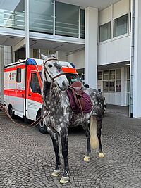Das Foto zeigt ein gesatteltes Pferd, das vor einem Rettungswagen des DRK Essen auf dem Gelände der Messe Essen steht.