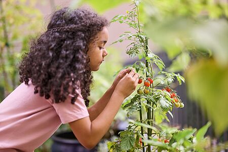 Kind erntet reife Cherrytomaten an einer Tomatenpflanze im Garten und entdeckt Natur und Ernährung spielerisch.